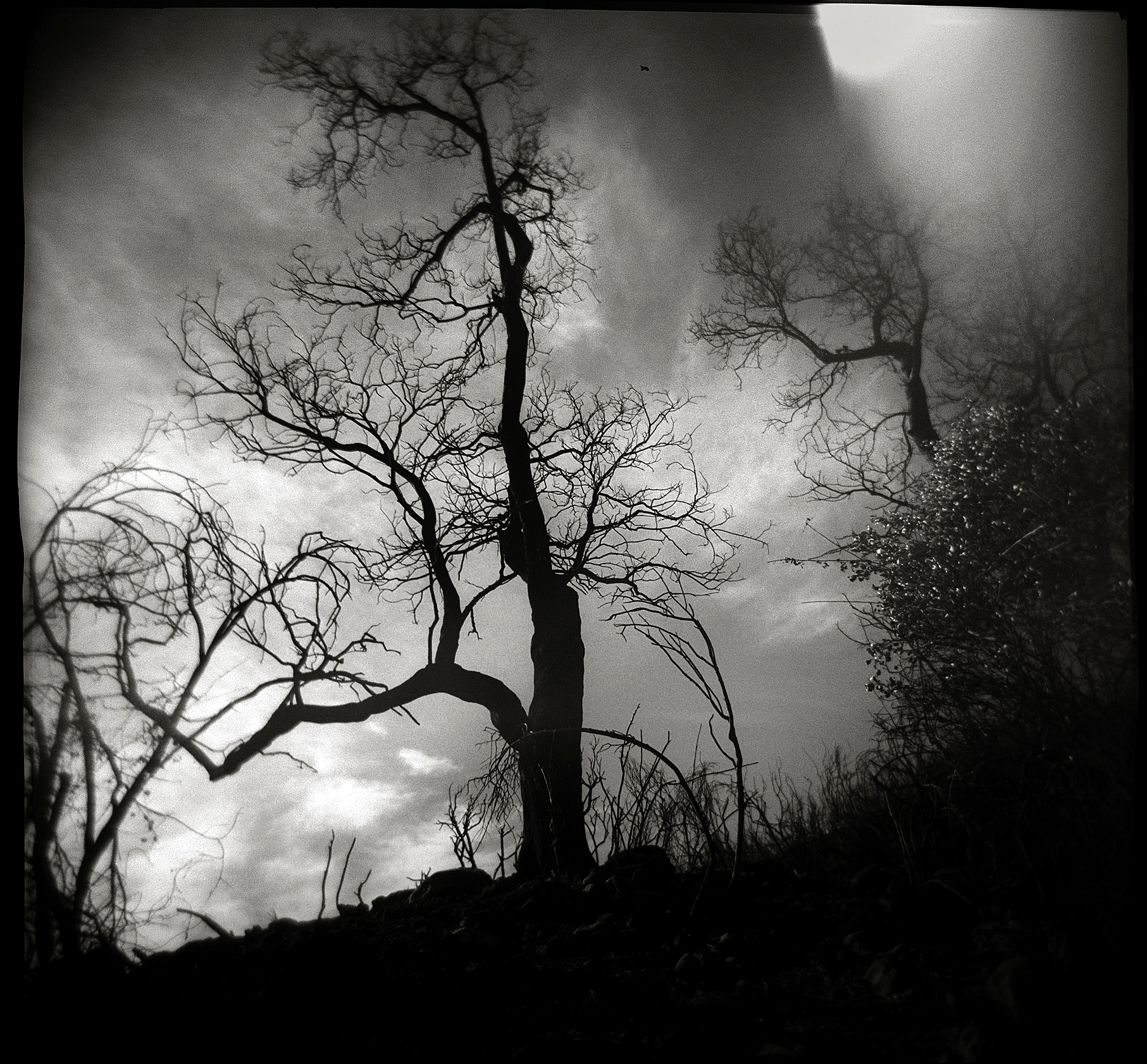 Tony Rivetti Jr. Photographer