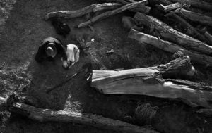 Tony Rivetti Jr. Photographer